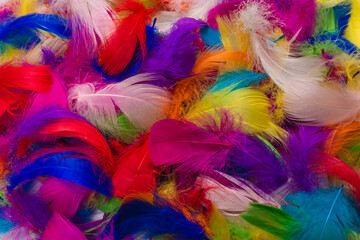 Colorful feather background.