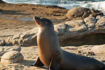 Fototapeta premium sea lion on rocks