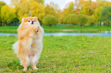 Naklejka na ściany i meble dog trick, standing on its hind legs in the park in autumn. Pomeranian is learning to serve command. training, obedience to the Spitz. copy space, place for text