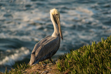 pelican side stare