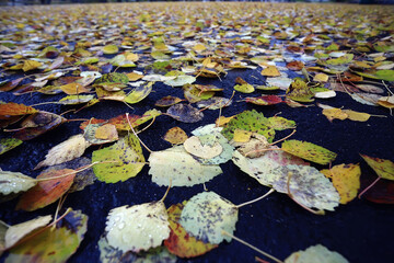 fallen leaves autumn abstract background, yellow leaves, october in the park, seasonal design