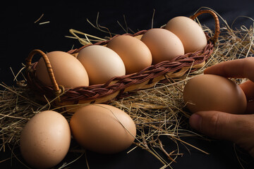 collecting eggs in a wicker basket from a hen's hay nest, taking an egg from the nest