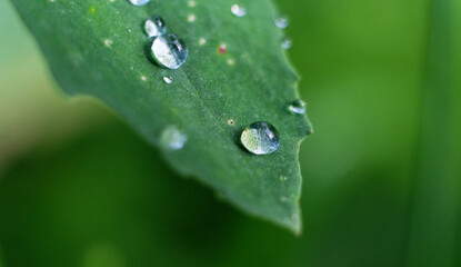 Drops of water after the rain is finished on a small leaf.Large clear drops and many drops on the leaves.