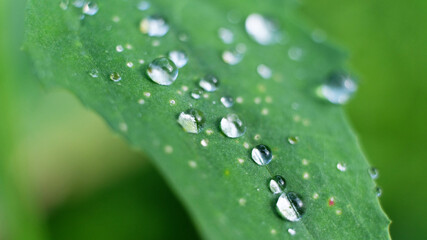 Drops of water after the rain is finished on a small leaf.Large clear drops and many drops on the leaves.