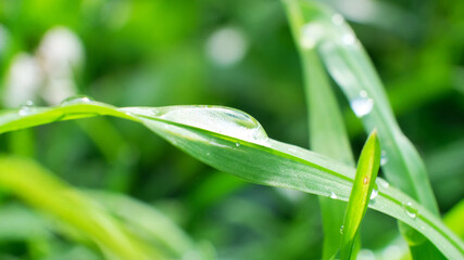 Obraz premium Drops of water after the rain is finished on a small leaf.Large clear drops and many drops on the leaves.