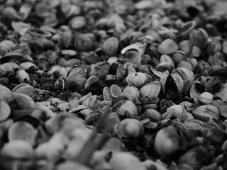 shells on the beach 