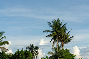 Obraz na płótnie Canvas coconut trees and blue sky