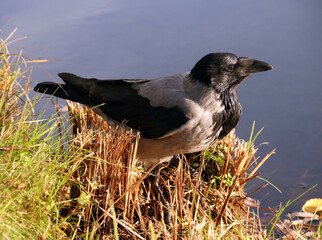 Hooded crow on the lake shore