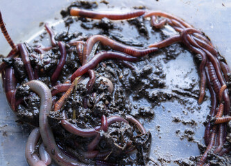 ringed worms for fishing,a lot of red.