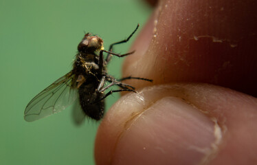 a person holds a fly by the foot with two fingers