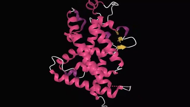 Animated model of the tertiary structure of human vitamin D receptor with the differently colored secondary structure elements, 3D cartoon model, black background