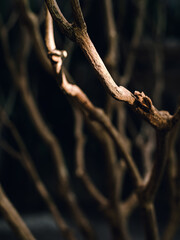 Selective focus of thin wooden branches with sunlight 
