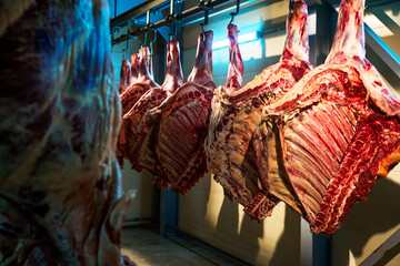 Pork carcasses suspended on hooks in the refrigerator compartment 
