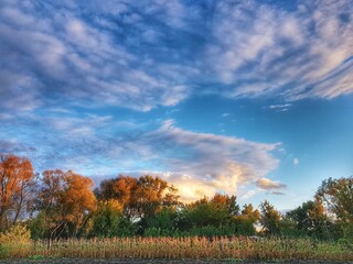 Fototapeta premium autumn landscape with trees and sky