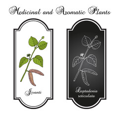 Jivanti (leptadenia reticulata), medicinal plant