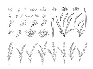 Set of lavender flowers outline elements. © Kotkoa