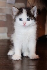 A small cute fluffy kitten of white and black color with bright blue eyes and long hair sits upright and looks at the camera against a dark orange brown background indoors. Portrait of a fluffy kitten