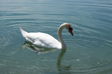 Obraz premium Beautiful white swan swimming in lake