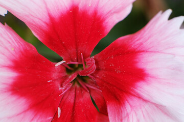 Macro focused pistil of geranium flower. close up