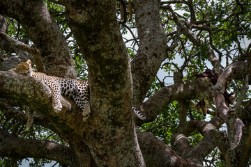 Fototapeta na wymiar Ein schlafender Leopard mit einer Antilope als Jagdbeute auf einem Baum im Serengeti-Nationalpark in Tansania