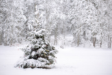 Christmas tree with red balls in the snowy forest