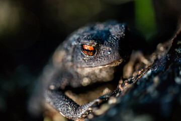 black toad with red eyes close up