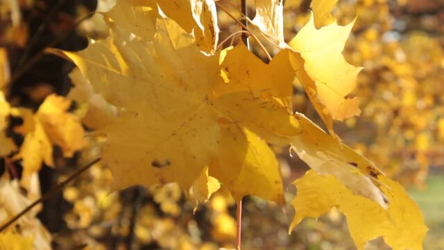 Bunte Bl&auml;tter tanzen im Wind. Der Herbst malt sie mit seinem Pinsel farbig an:. So l&auml;sst er die Natur bunt und fr&ouml;hlich erstrahlen. Nach dem Sommer ist es die sch&ouml;nste, romantische Jahreszeit.