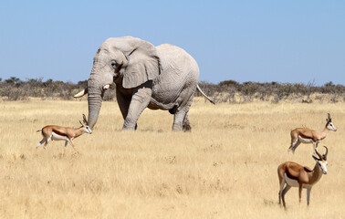 A single Elephant (Loxodonta africana) near a water hole - Namibia	