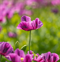 longer purple breadseed poppy (Papaver somniferum) flower in the field