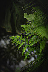Selective focus of fern in tropical forest on dark background 