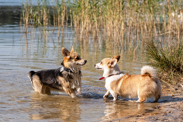 several Welsh Corgi dogs play on the sandy beach by the lake