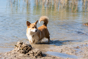 Welsh Corgi Pembroke on the lake beach, wet dog