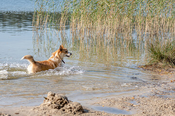 happy Welsh Corgi dog playing and jumping in the water on the beach