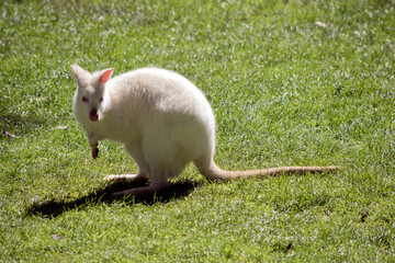 The albino wallaby is grazing in a grassy field