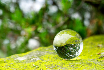 A green tree seen through the lens ball. A lens ball on green moss.