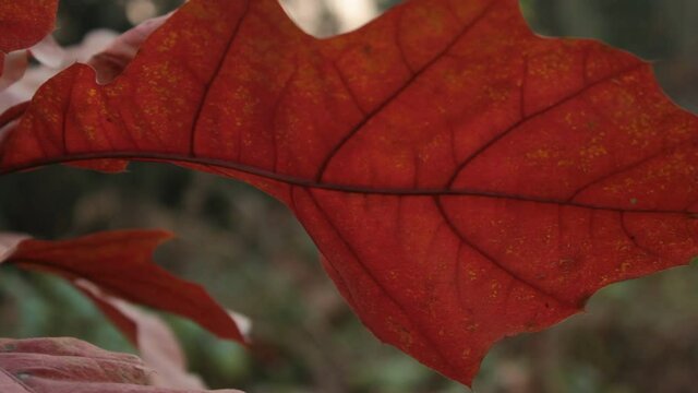 Bunte Bl&auml;tter tanzen im Wind. Der Herbst malt sie mit seinem Pinsel farbig an:. So l&auml;sst er die Natur bunt und fr&ouml;hlich erstrahlen. Nach dem Sommer ist es die sch&ouml;nste, romantische Jahreszeit.