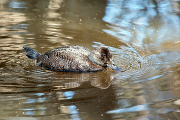 this is a female blue billed duck