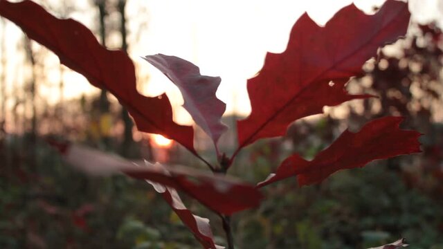 Bunte Bl&auml;tter tanzen im Wind. Der Herbst malt sie mit seinem Pinsel farbig an:. So l&auml;sst er die Natur bunt und fr&ouml;hlich erstrahlen. Nach dem Sommer ist es die sch&ouml;nste, romantische Jahreszeit.