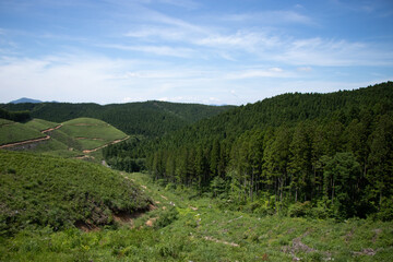 整えられた杉の森と青空の稜線