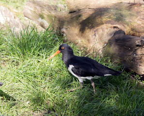 the oyster catcher is in the tall grass