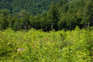山奥の緑の斜面