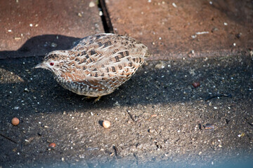 this is a side view of a small quail