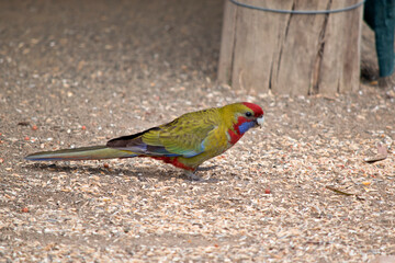 this is a side view of a female crimson rosella