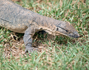 this is a close up of a rosenberg lizard