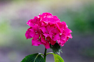 Single beautiful rose