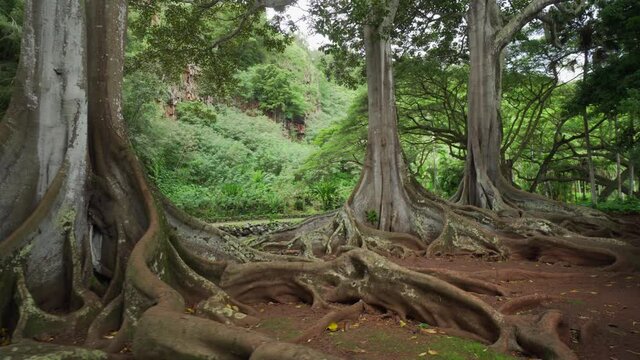 Most famous trees of Hawaii. Tree with huge roots. Large buttresses and plant root in handheld gimbal shot. Natural plants in tropical botanical garden. Moreton Bay Fig tree.