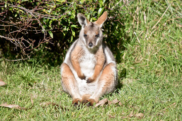 the yellow footed rock wallaby is resting
