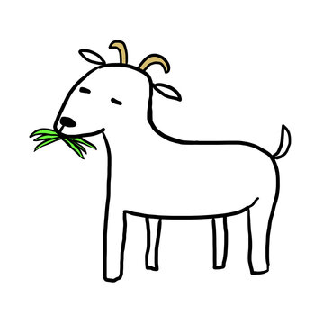 草を食べる白いヤギ
