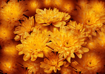 Obraz premium Yellow chrysanthemums illustration, beautiful floral motif wallpaper