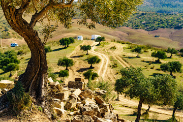 Old olive tree on hill in Andalucia Spain